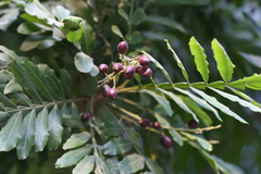 Filicium decipiens